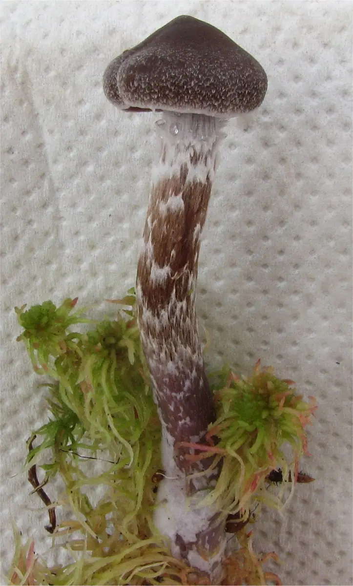 Zasłonak pelargoniowy (Cortinarius paleaceus) — zdjęcie 1 z 4