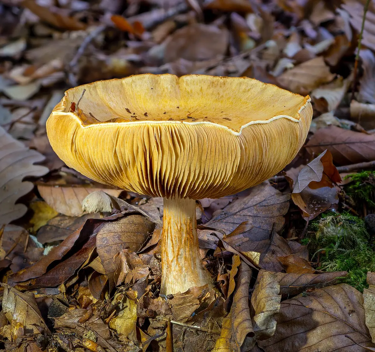 Zasłonak piękny (Cortinarius splendens)