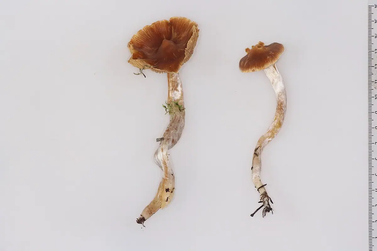Zasłonak płomykowaty (Cortinarius pseudocandelaris)