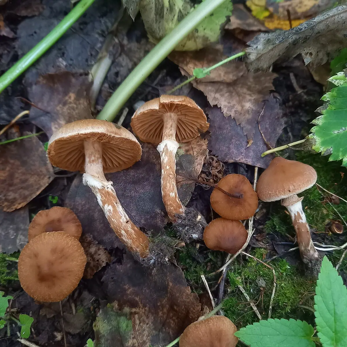 Zasłonak pomarańczowożółty (Cortinarius hinnuloides)