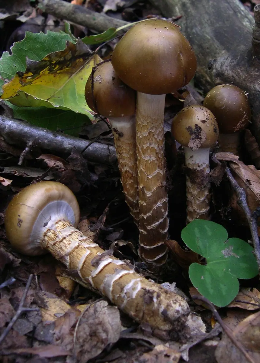 Zasłonak pospolity (Cortinarius trivialis)