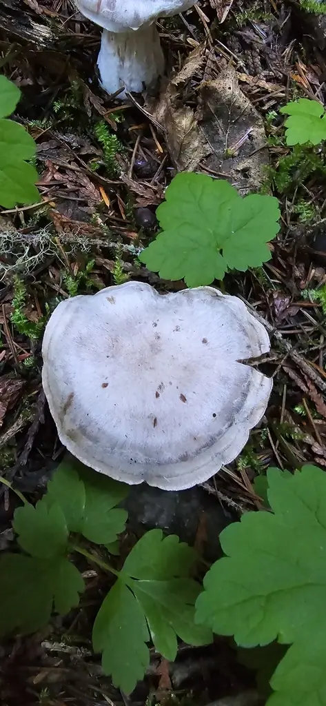 Zasłonak przydrożny (Cortinarius urbicus) — zdjęcie 1 z 2