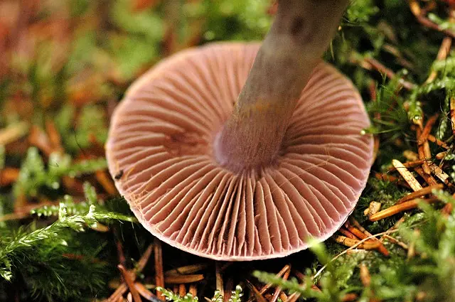 Zasłonak przyprószony (Cortinarius epipoleus)