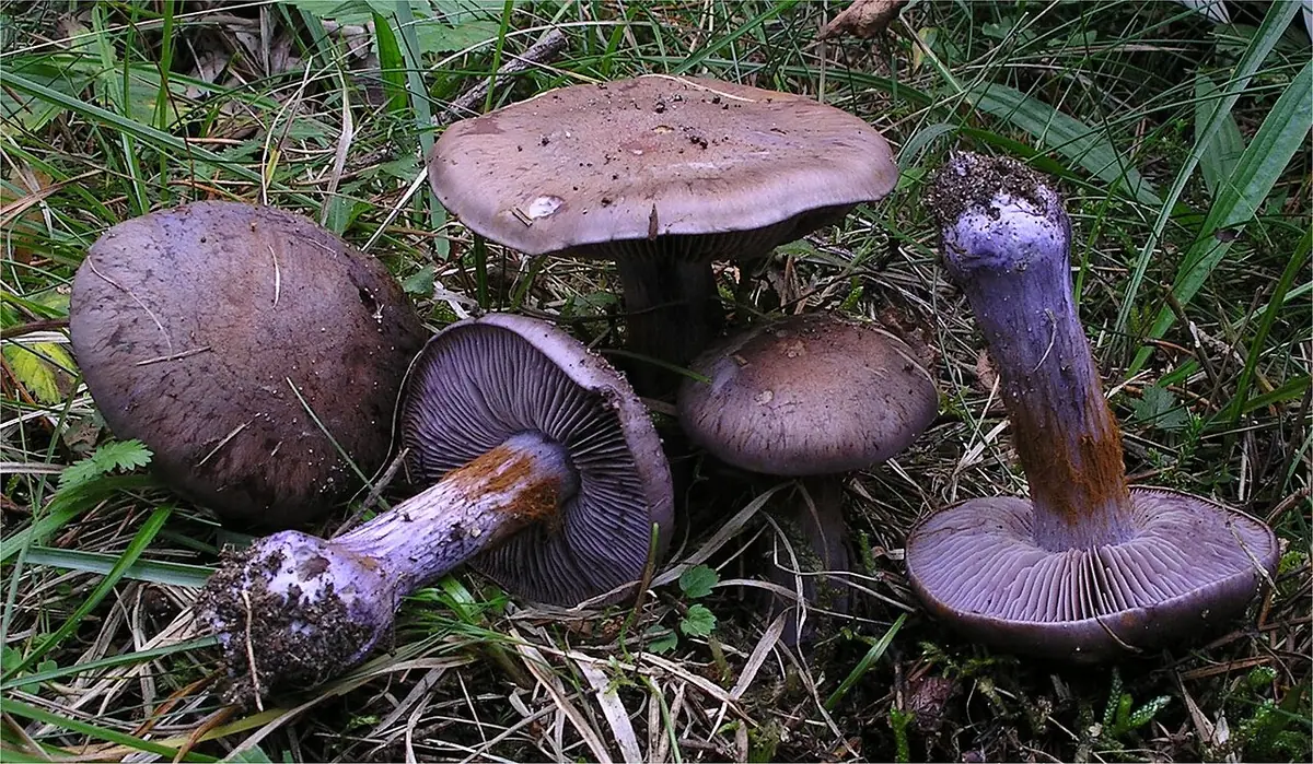 Zasłonak purpurowiejący (Cortinarius purpurascens)
