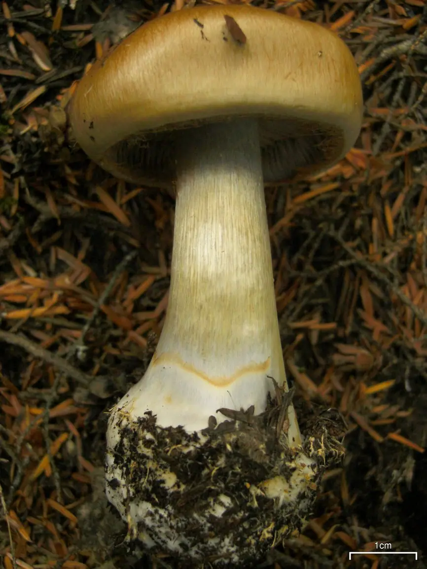 Zasłonak rdzawobrązowy (Cortinarius caninus) — zdjęcie 1 z 4