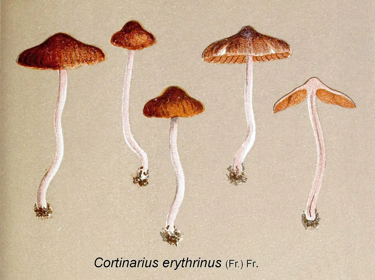 Zasłonak różowotrzonowy (Cortinarius erythrinus)