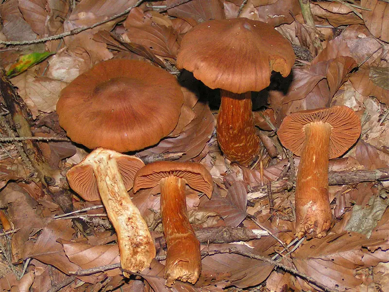 Zasłonak rudawy (Cortinarius rubellus)