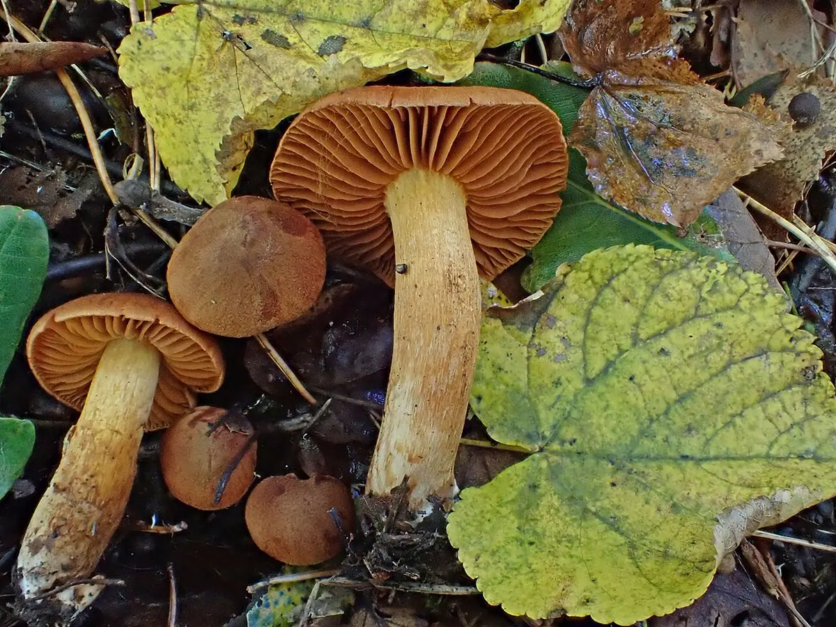 Zasłonak rudy (Cortinarius orellanus)