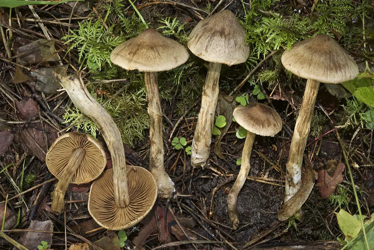 Zasłonak rzodkiewkowy (Cortinarius raphanoides) — zdjęcie 1 z 2