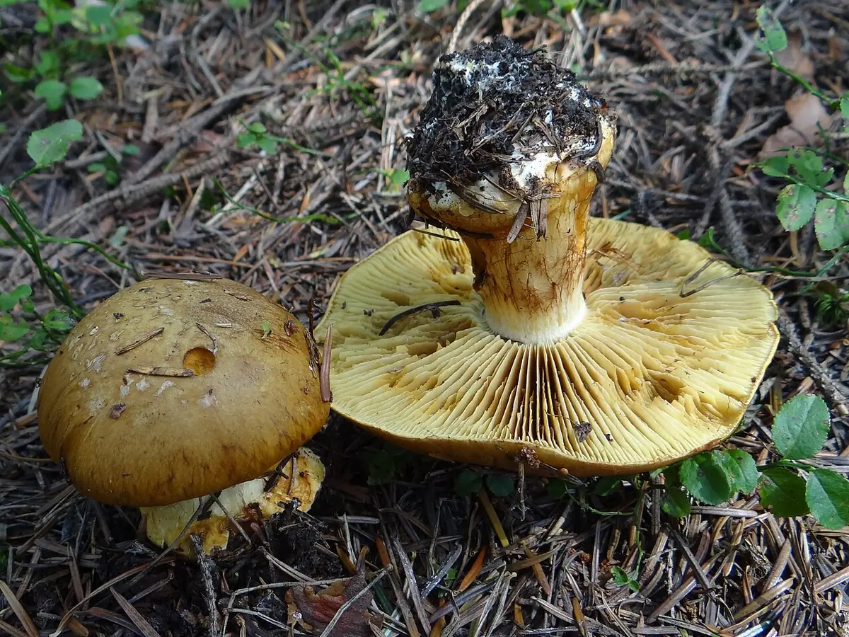 Zasłonak słomkowożółty (Cortinarius elegantior)