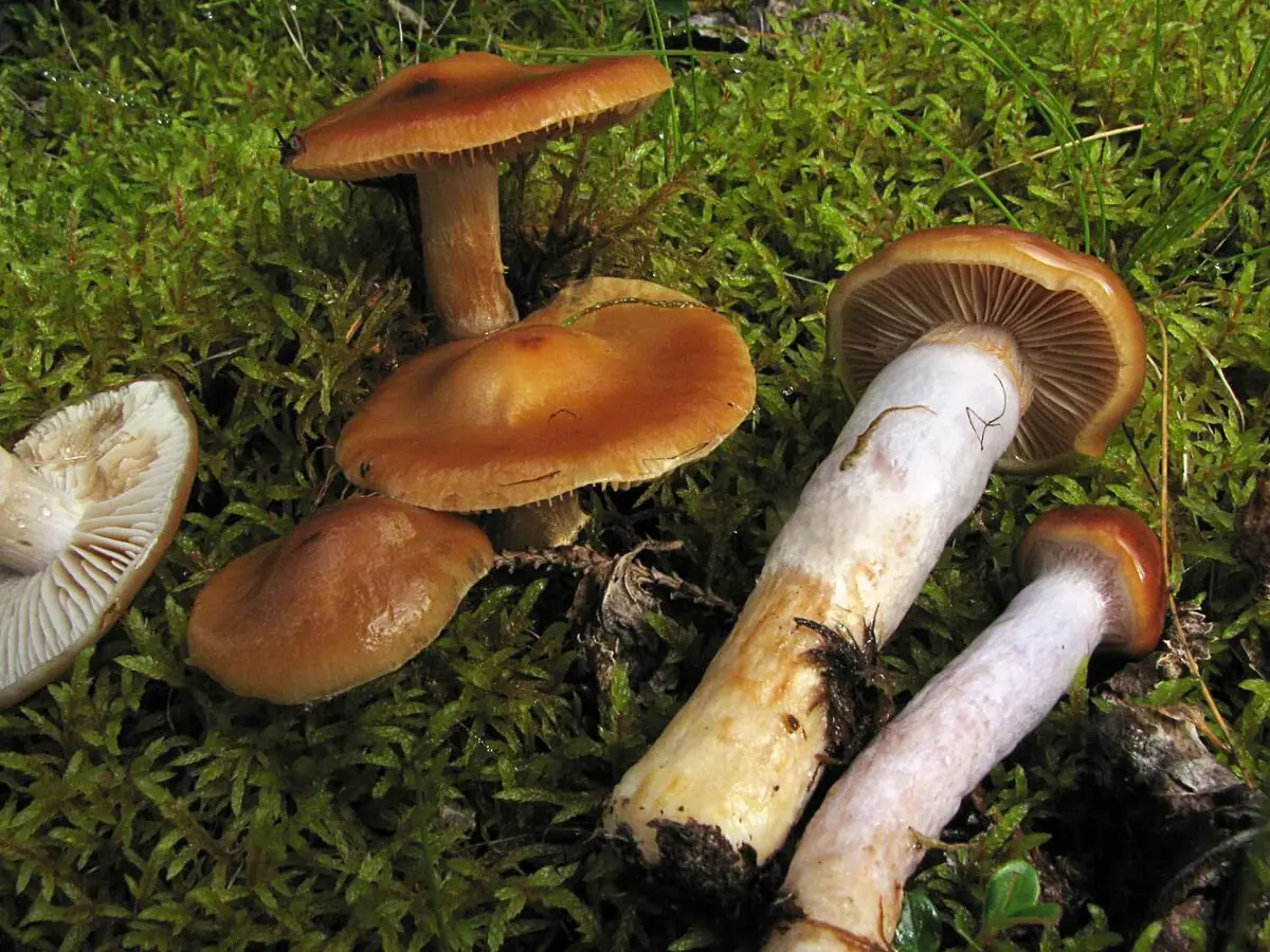 Zasłonak śluzowaty (Cortinarius collinitus)