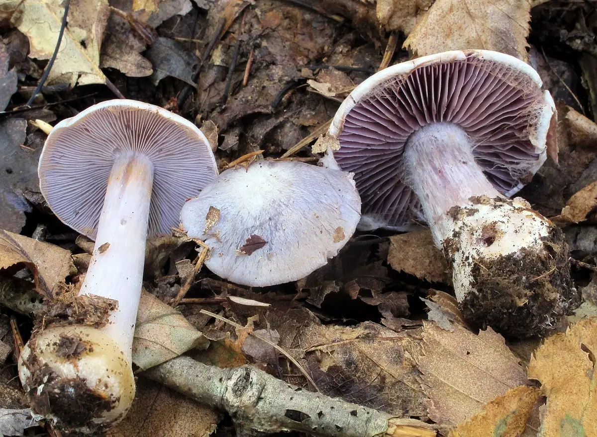 Zasłonak srebrzysty (Cortinarius argentatus) — zdjęcie 1 z 2