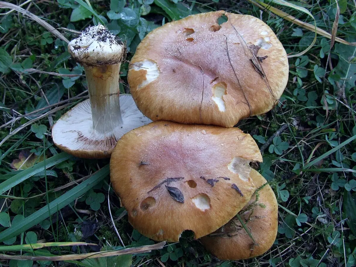 Zasłonak strojny (Cortinarius callochrous) — zdjęcie 1 z 2