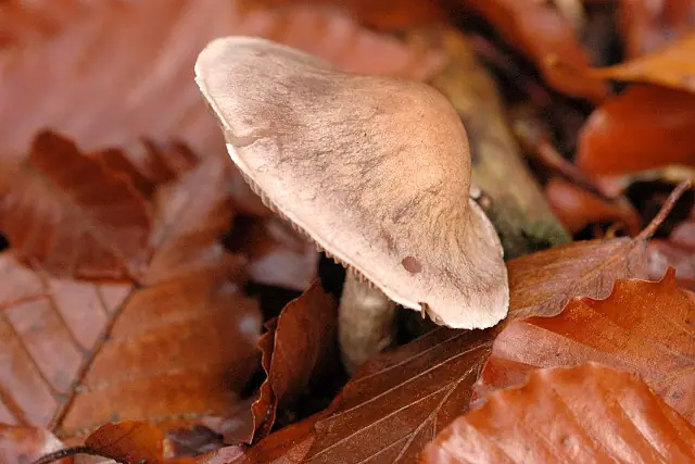 Zasłonak szarobrązowy (Cortinarius anomalus) — zdjęcie 1 z 4
