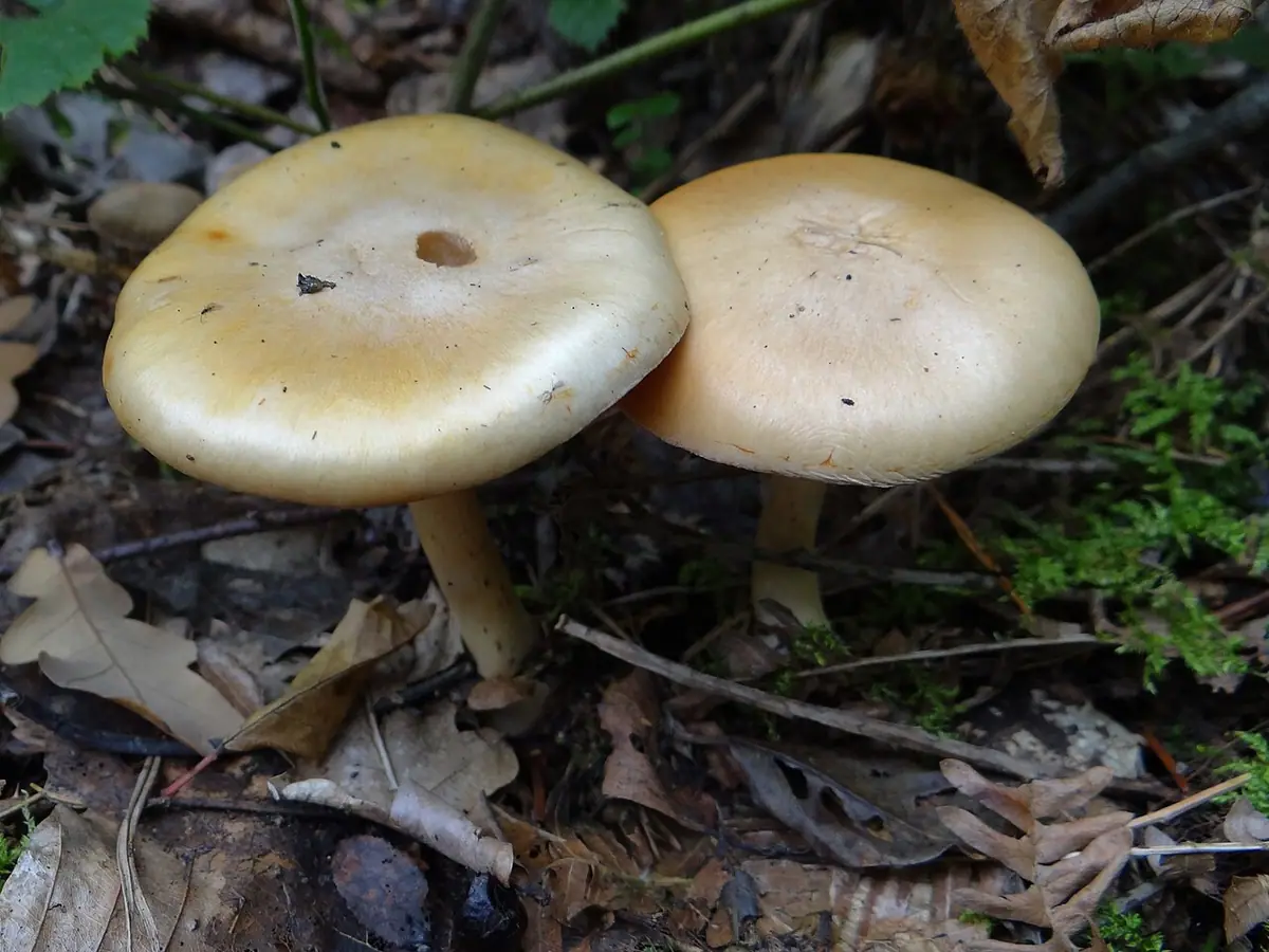 Zasłonak sztywny (Cortinarius rigens) — zdjęcie 1 z 4