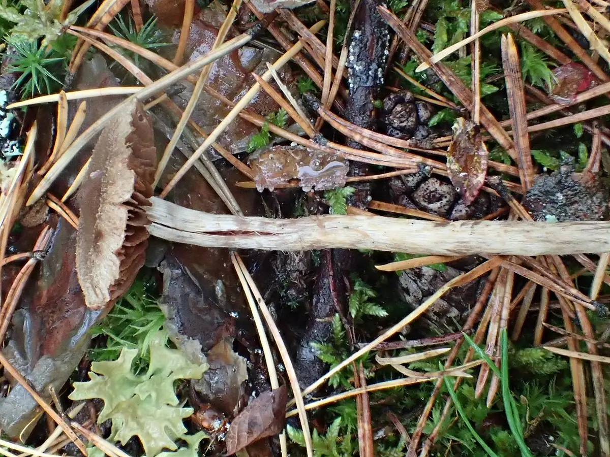 Zasłonak szyszkowaty (Cortinarius angelesianus) — zdjęcie 1 z 4