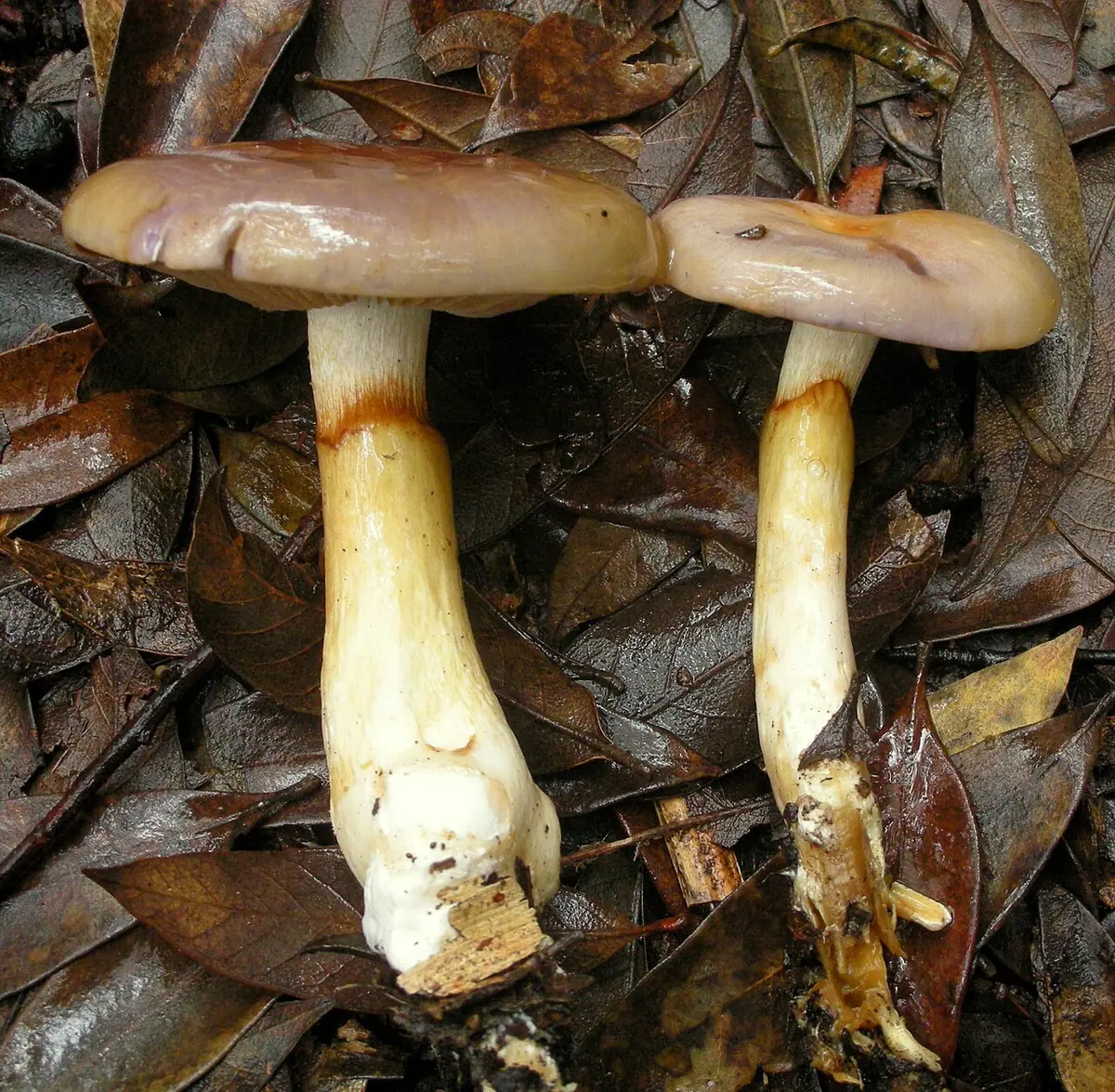 Zasłonak tłusty (Cortinarius emunctus) — zdjęcie 1 z 3