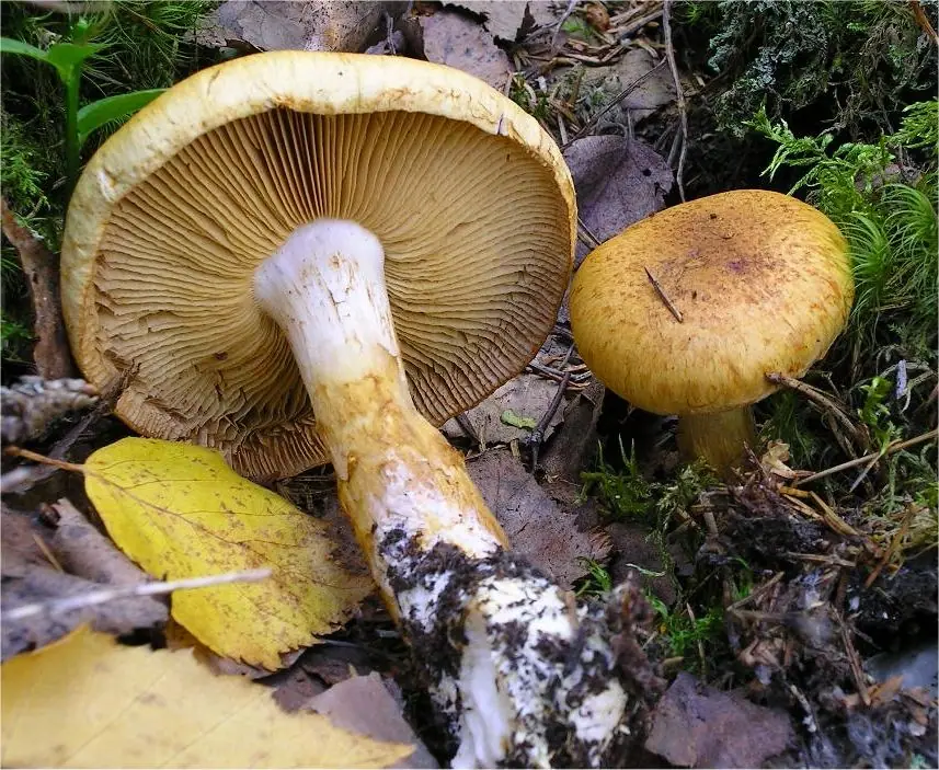 Zasłonak torfowy (Cortinarius saginus)
