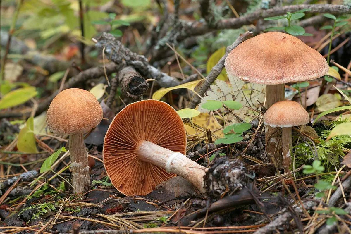 Zasłonak wełnisty (Cortinarius laniger) — zdjęcie 1 z 4