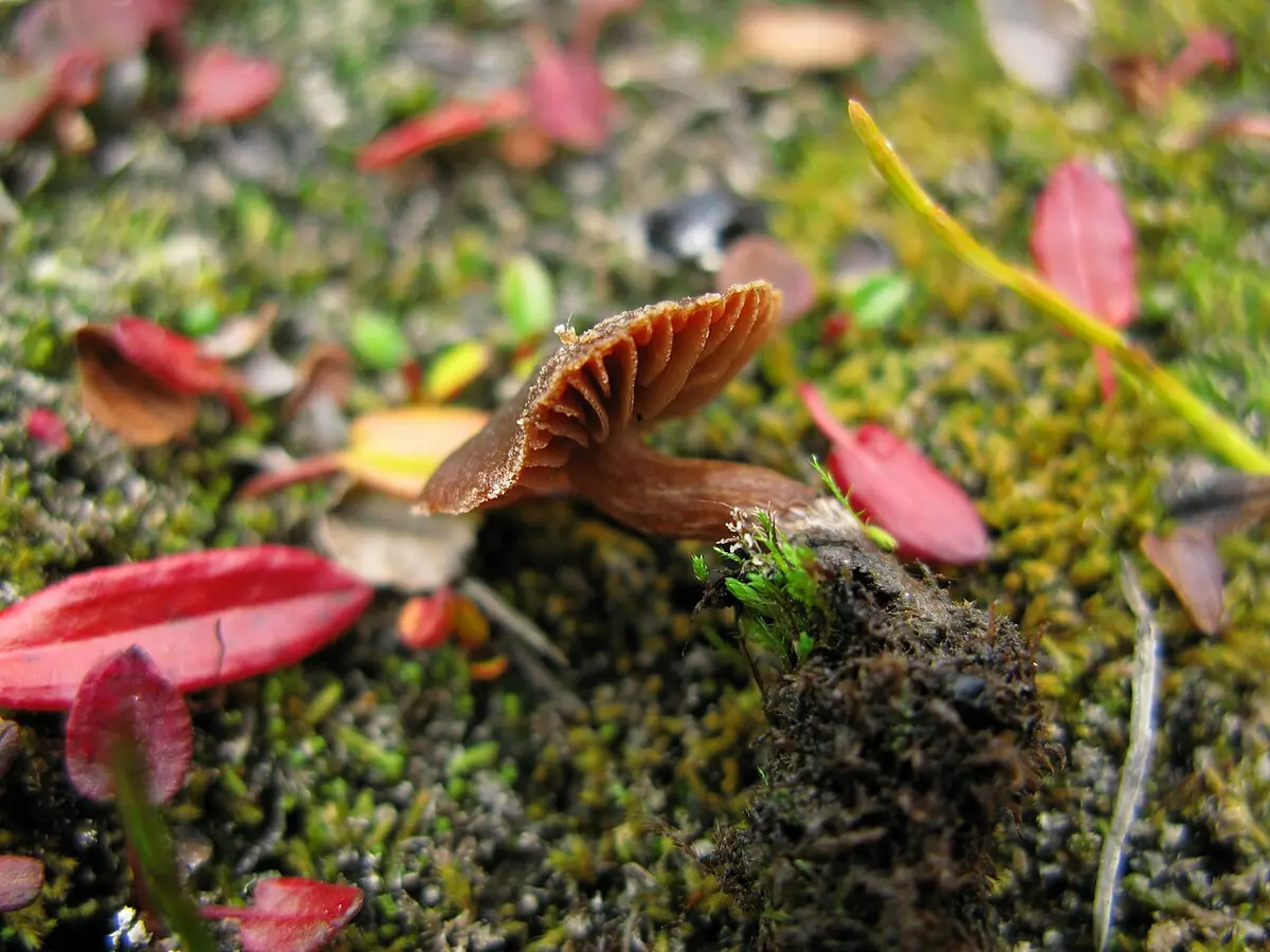 Zasłonak wiązówkowy (Cortinarius pulchripes)