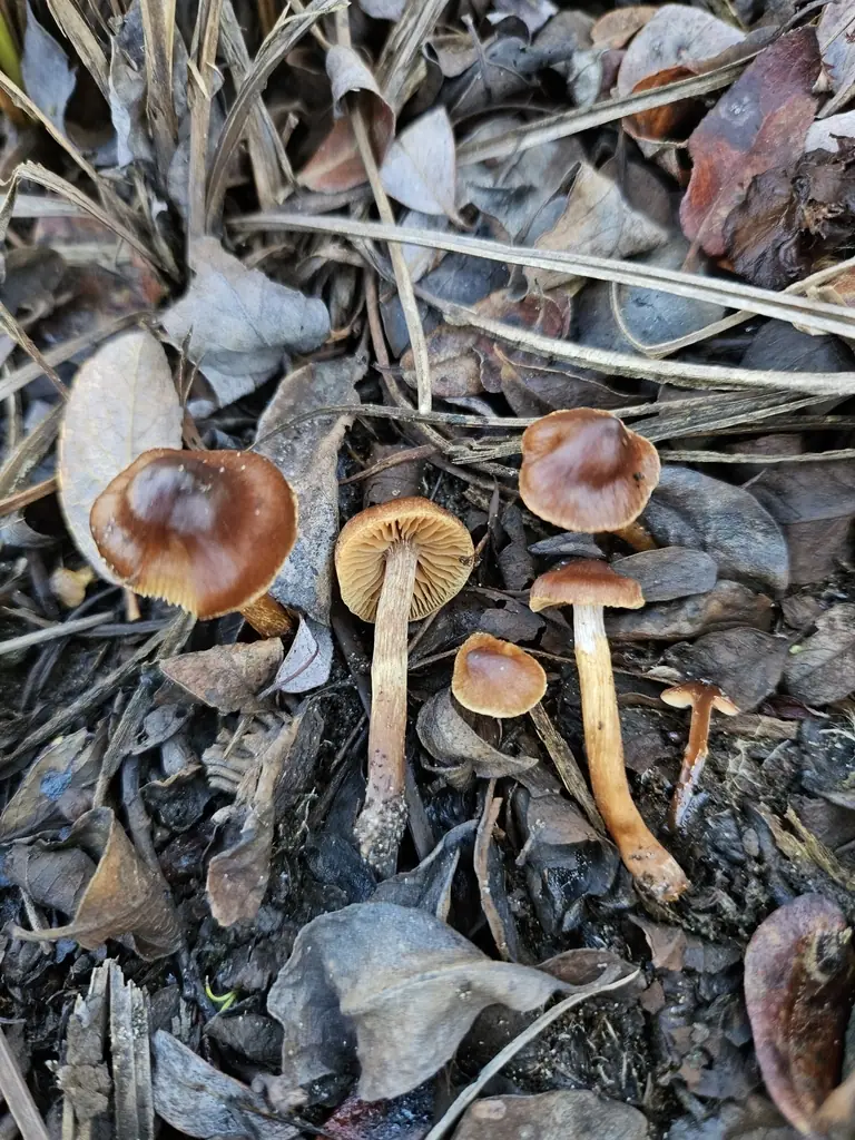 Zasłonak włóknistożółty (Cortinarius saniosus) — zdjęcie 1 z 4