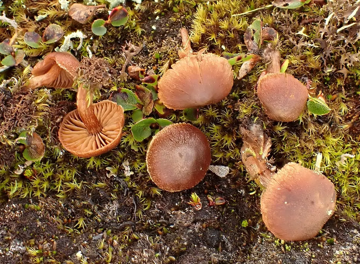 Zasłonak wydmowy (Cortinarius ammophilus) — zdjęcie 1 z 4