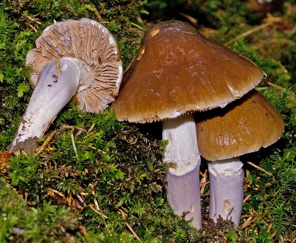 Zasłonak wyniosły (Cortinarius elatior) — zdjęcie 1 z 4