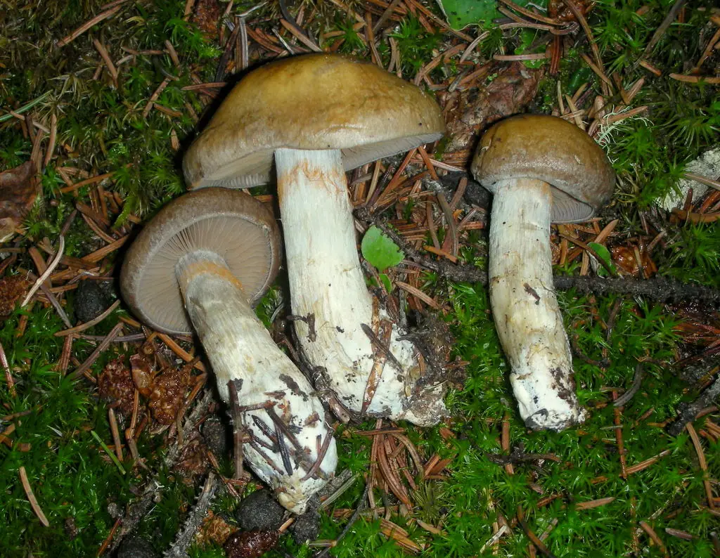 Zasłonak zielonofioletowy (Cortinarius scaurus) — zdjęcie 1 z 3
