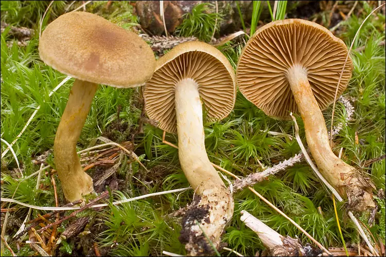 Zasłonak zielony (Cortinarius venetus) — zdjęcie 1 z 4
