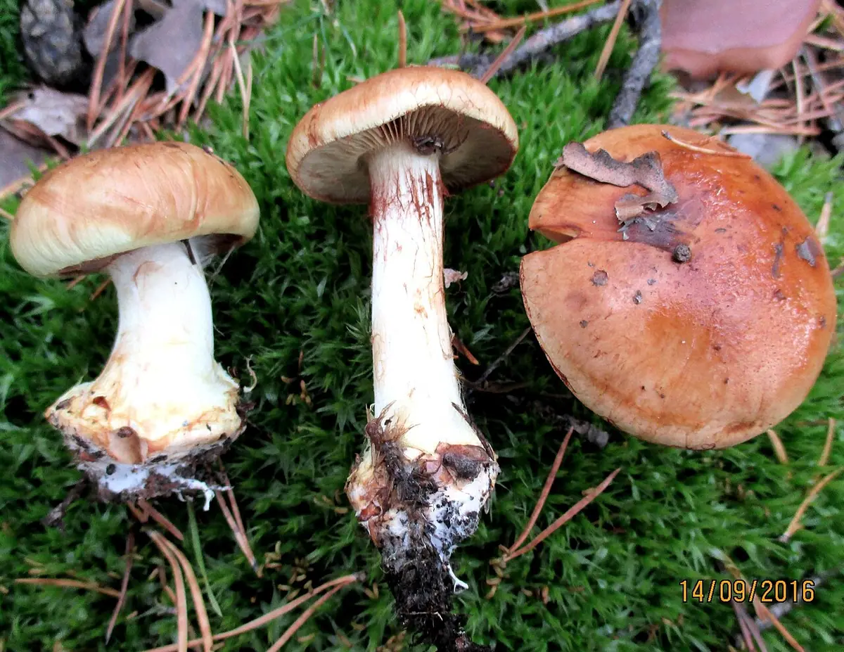 Zasłonak zmiennokształtny (Cortinarius multiformis)