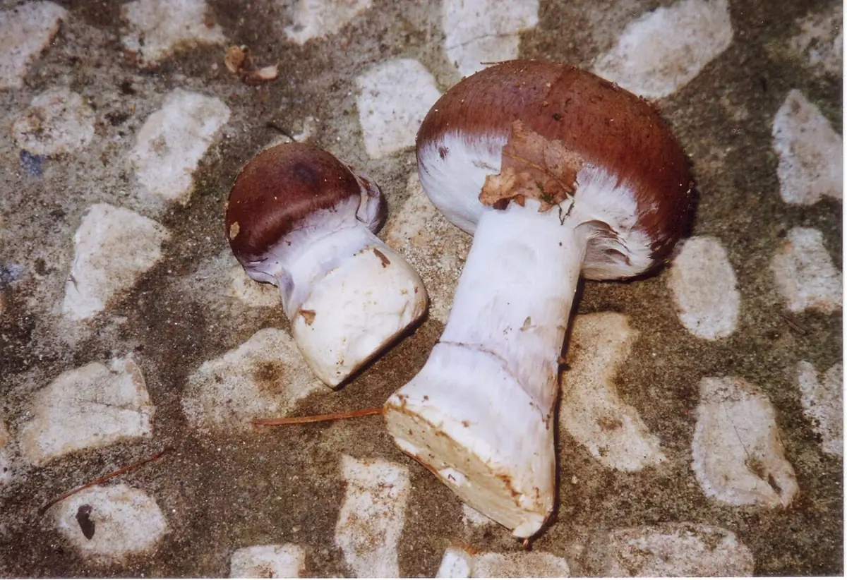 Zasłonak znamienny (Cortinarius praestans) — zdjęcie 1 z 4
