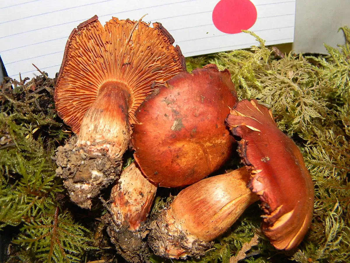Zasłonak żółknący (Cortinarius rubicundulus) — zdjęcie 1 z 4