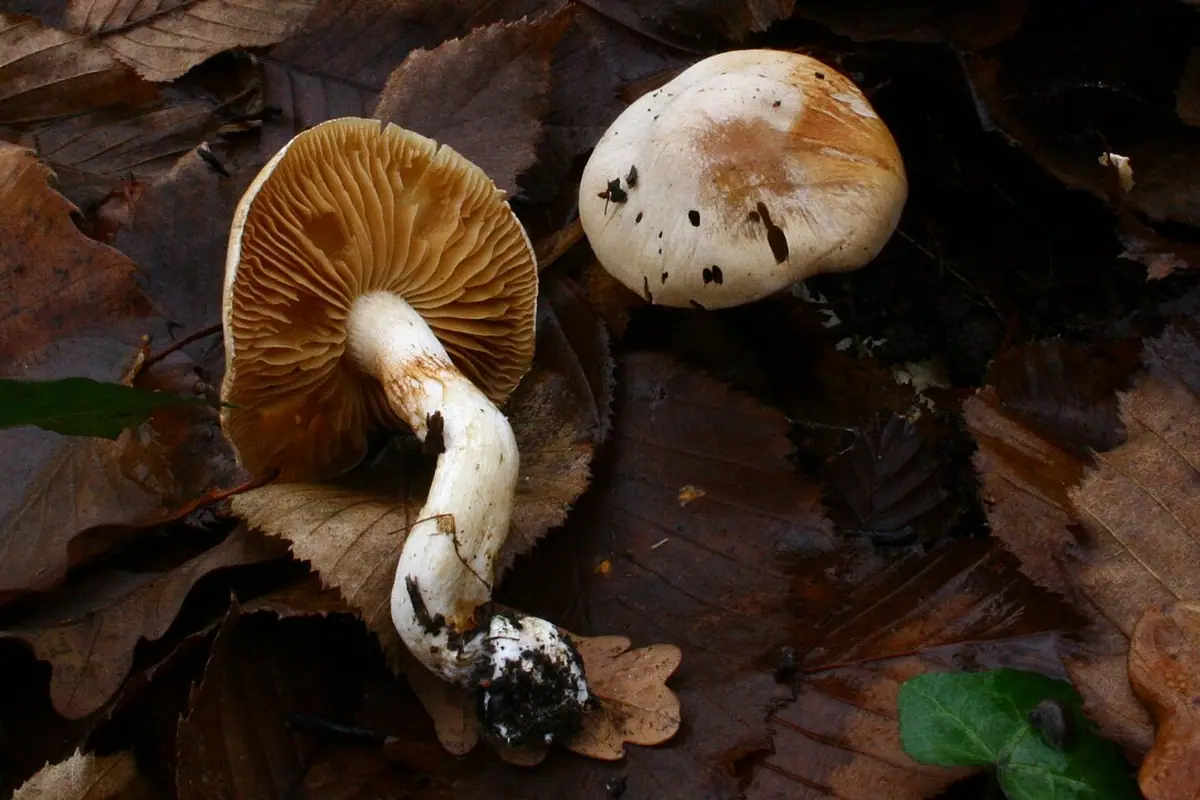 Zasłonak żółtawy (Cortinarius ochroleucus)