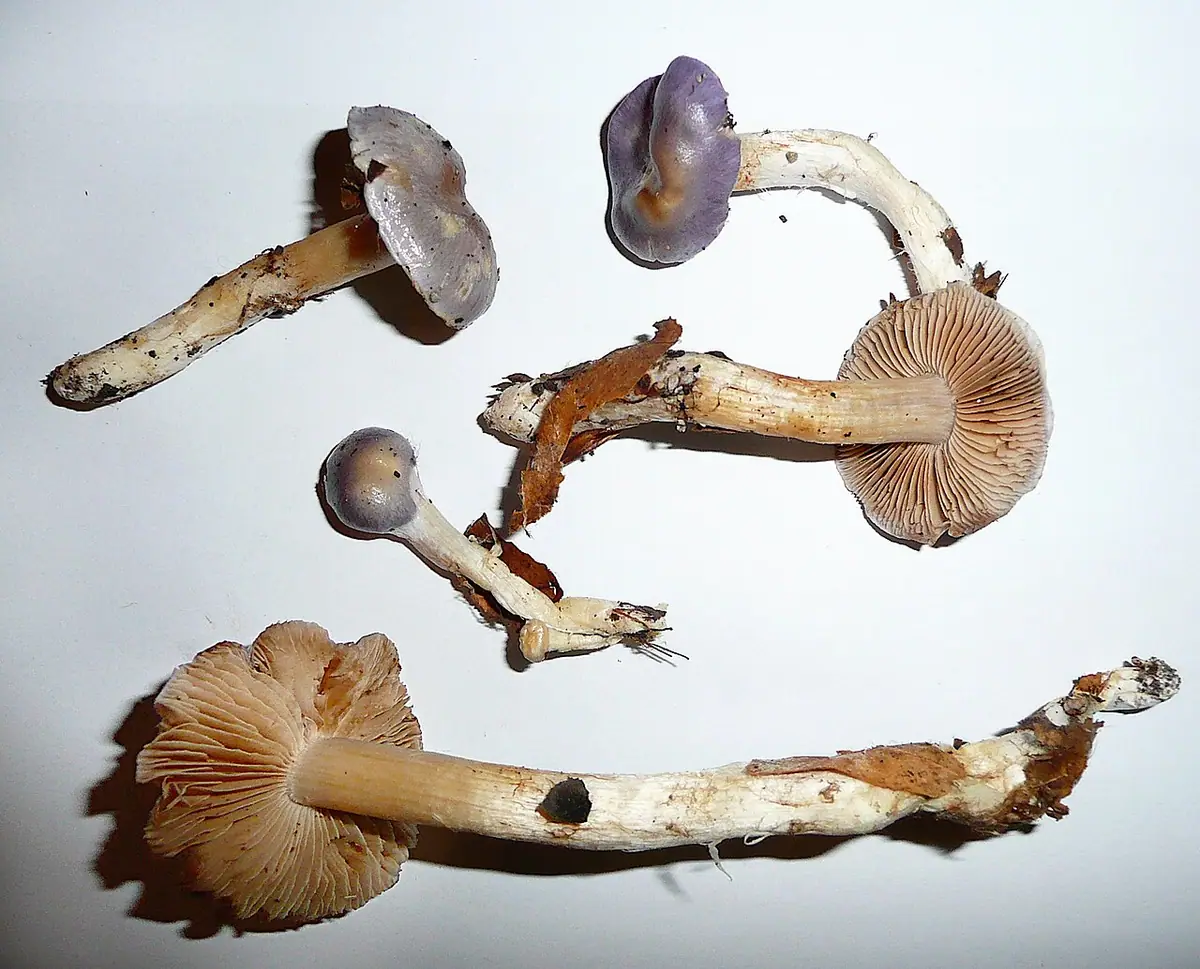 Zasłonak żółtomodry (Cortinarius croceocoeruleus) — zdjęcie 1 z 4