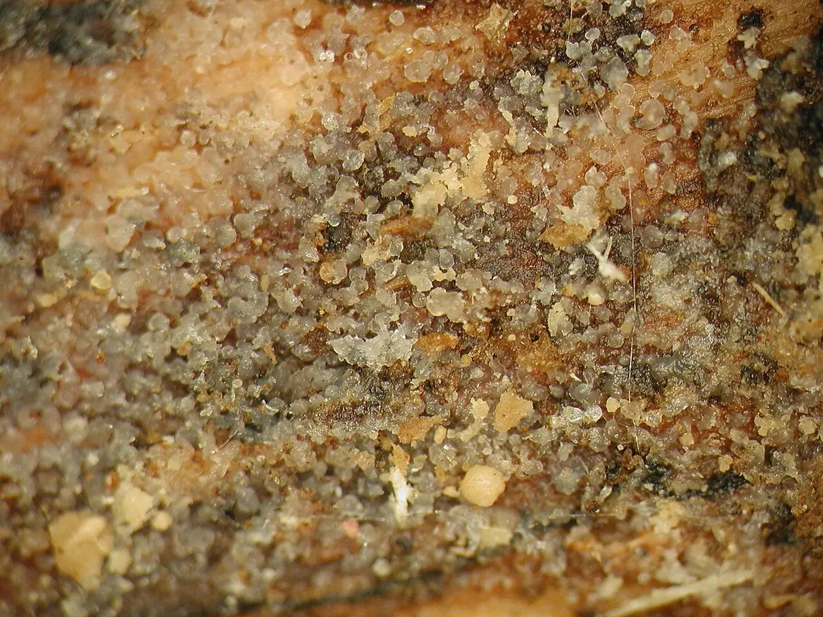 Zębośluzek krótkokolczasty (Stypella subgelatinosa) — zdjęcie 1 z 2