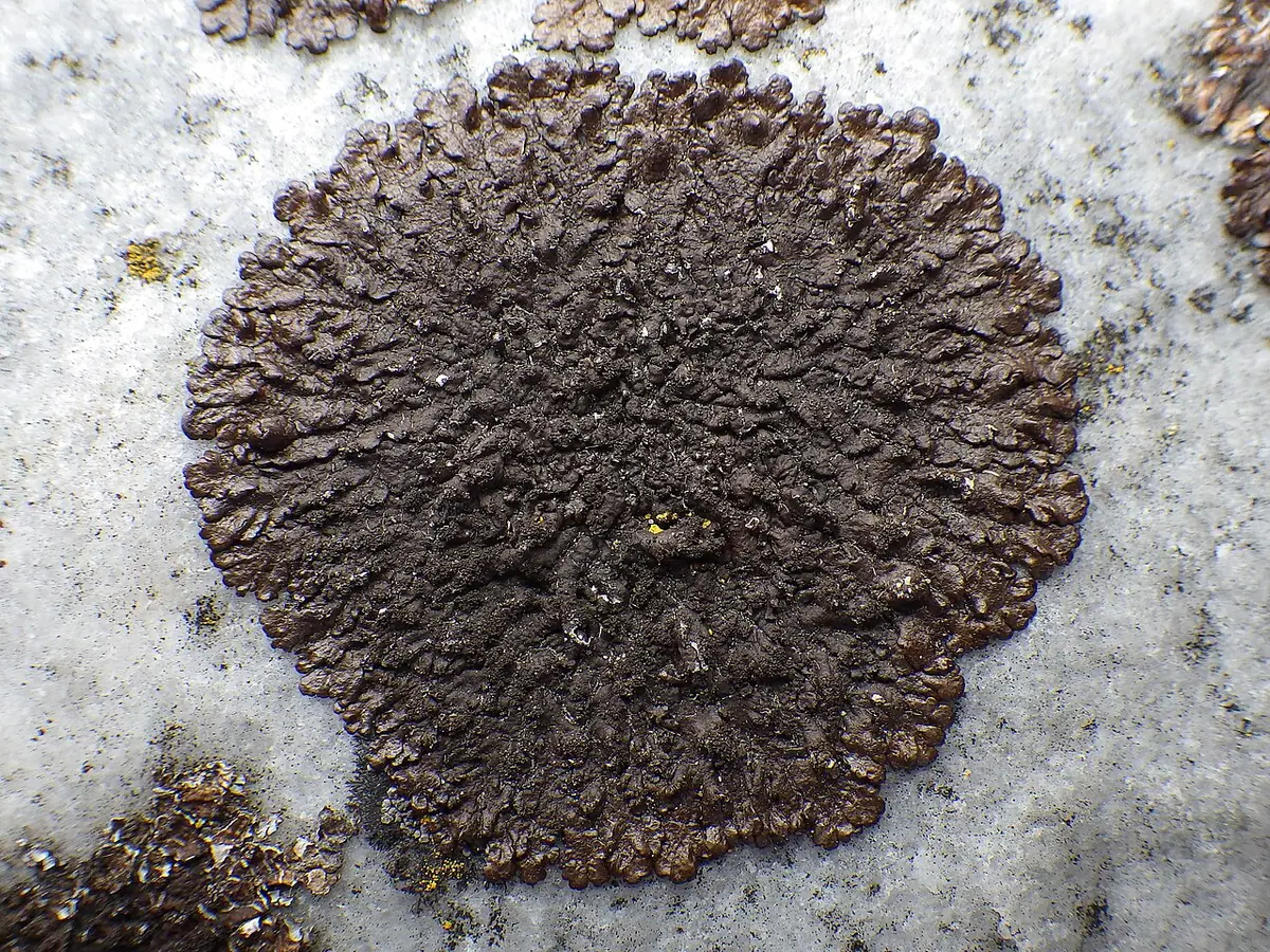 Żełuczka ciemna (Xanthoparmelia verruculifera) — zdjęcie 1 z 3