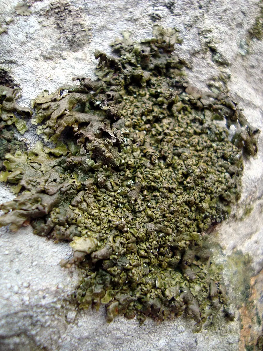 Żełuczka drobna (Xanthoparmelia pulla) — zdjęcie 1 z 4