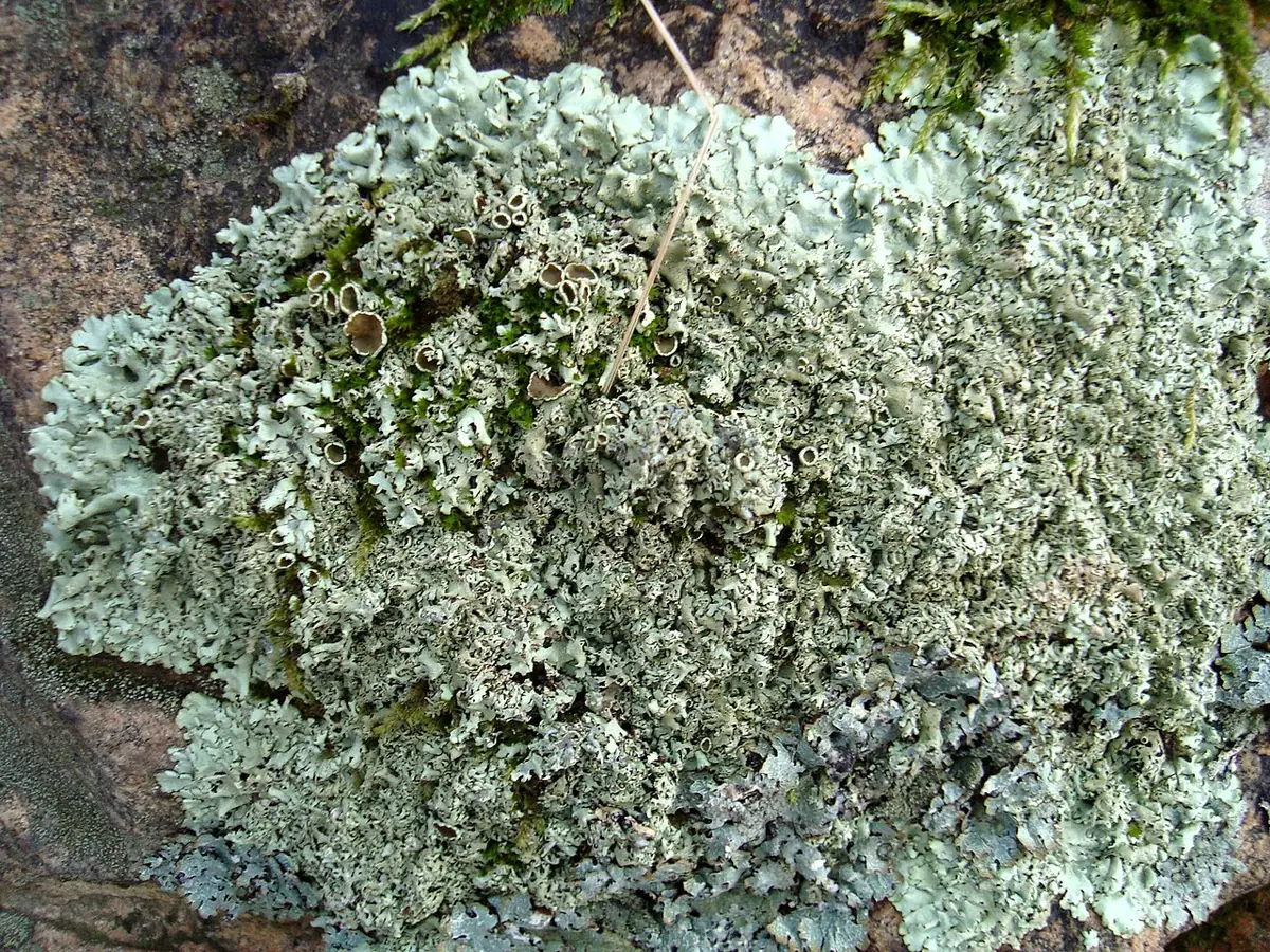 Żełuczka wąskolistna (Xanthoparmelia stenophylla) — zdjęcie 1 z 4
