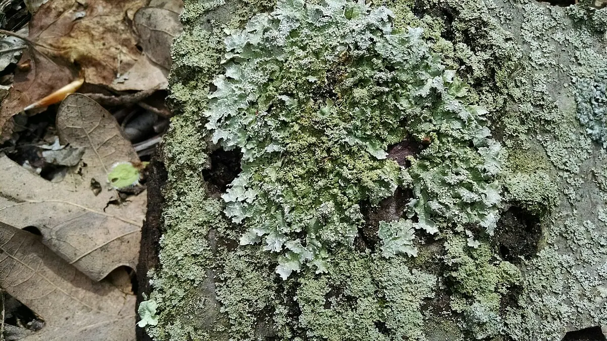 Zeżyca seledynowa (Flavopunctelia flaventior) — zdjęcie 1 z 4