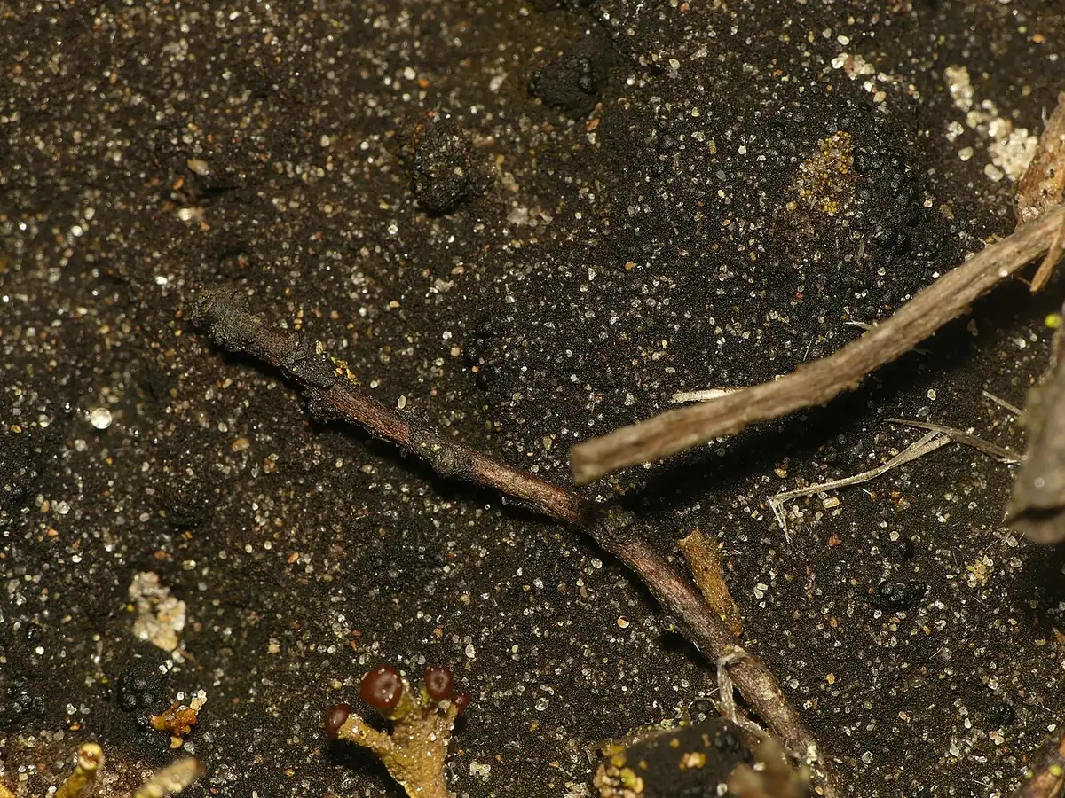 Ziarniak humusowy (Placynthiella uliginosa) — zdjęcie 1 z 2