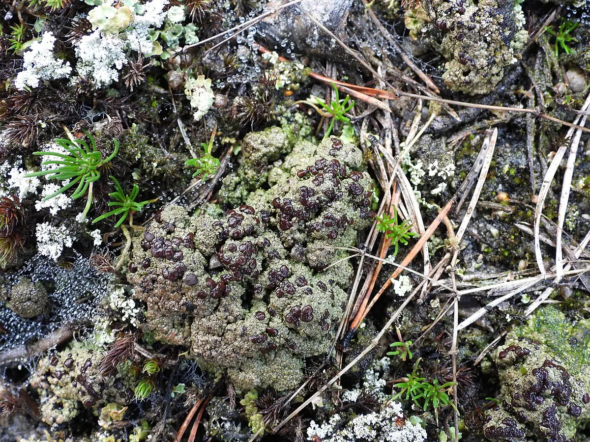 Ziarniak próchnicowy (Placynthiella oligotropha) — zdjęcie 1 z 4