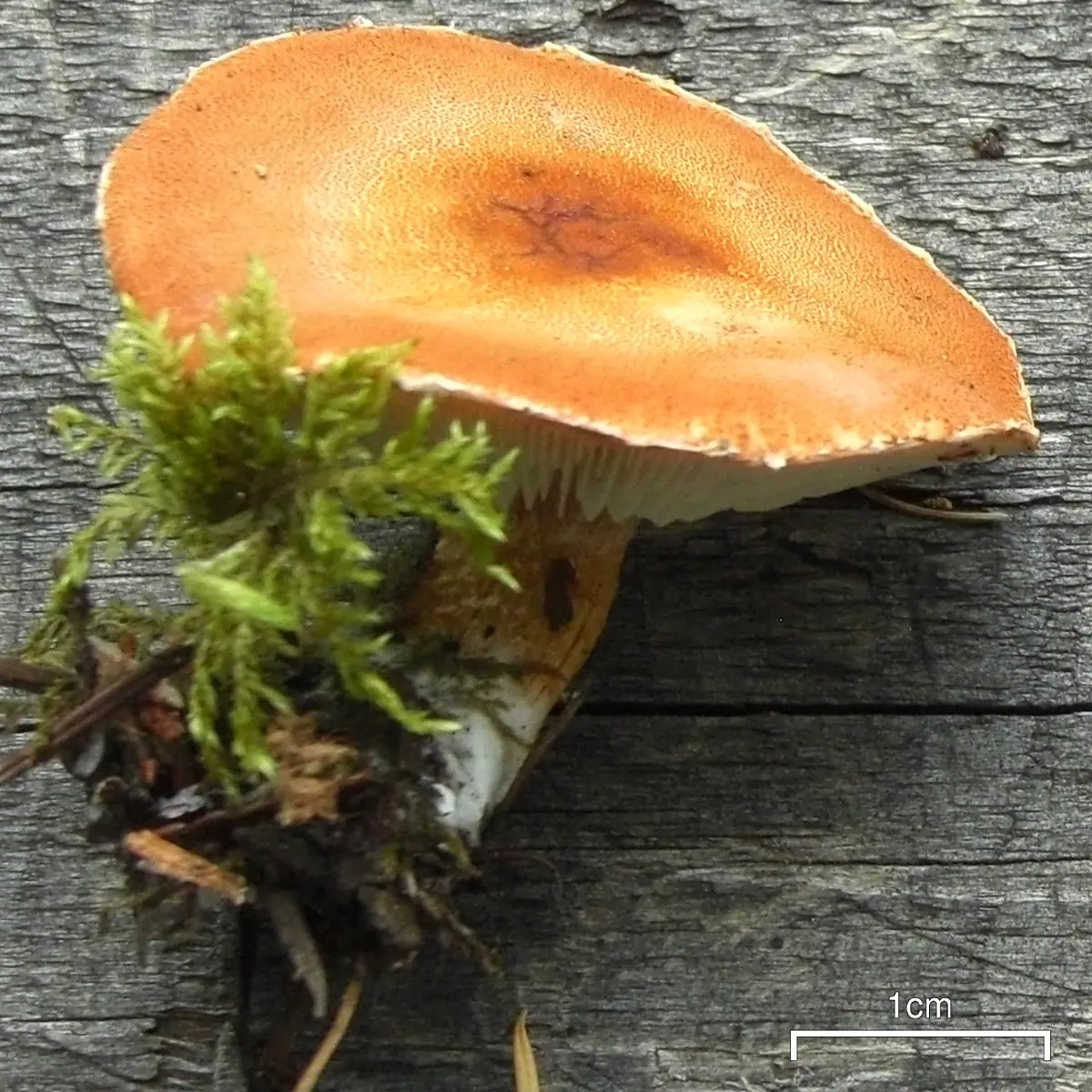 Ziarnóweczka gruzełkowata (Cystodermella granulosa) — zdjęcie 1 z 4