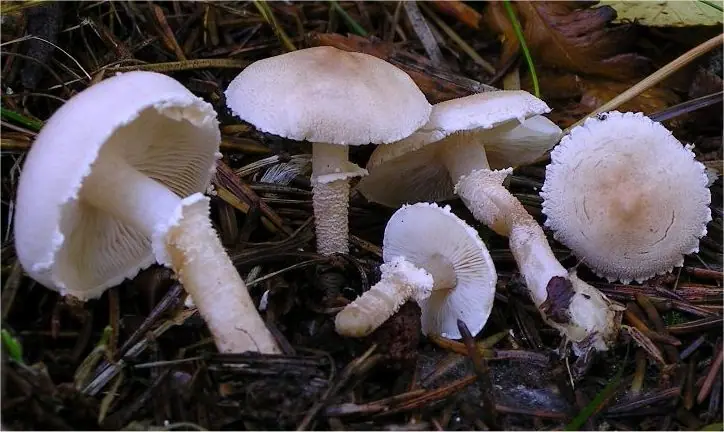 Ziarnówka blada (Cystoderma carcharias) — zdjęcie 1 z 4