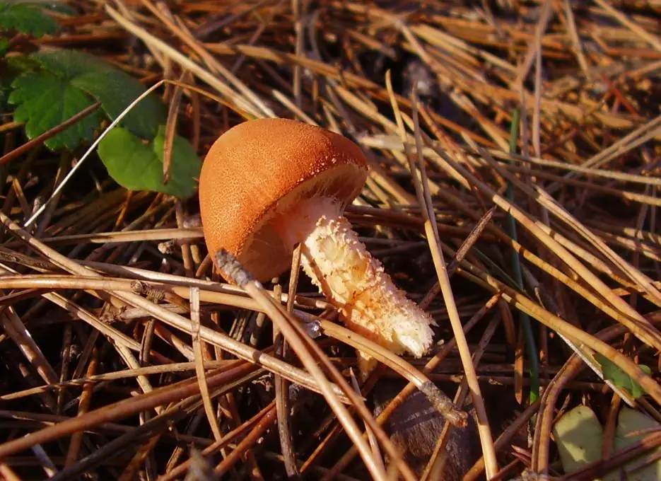 Ziarnówka cynobrowa (Cystoderma cinnabarinum) — zdjęcie 1 z 4