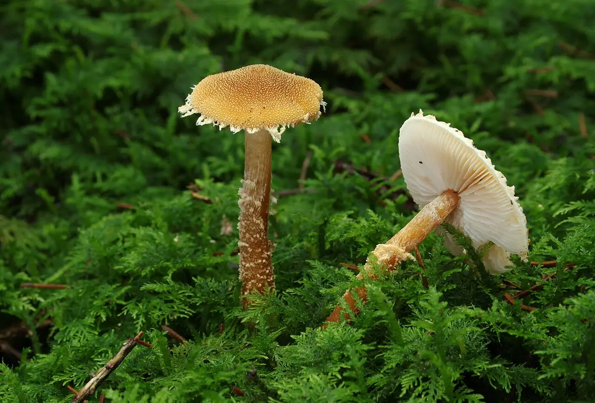 Ziarnówka ochrowożółta (Cystoderma amianthinum)