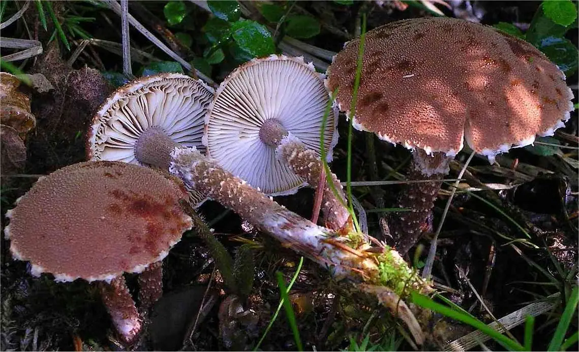 Ziarnówka winnopurpurowa (Cystoderma superbum)
