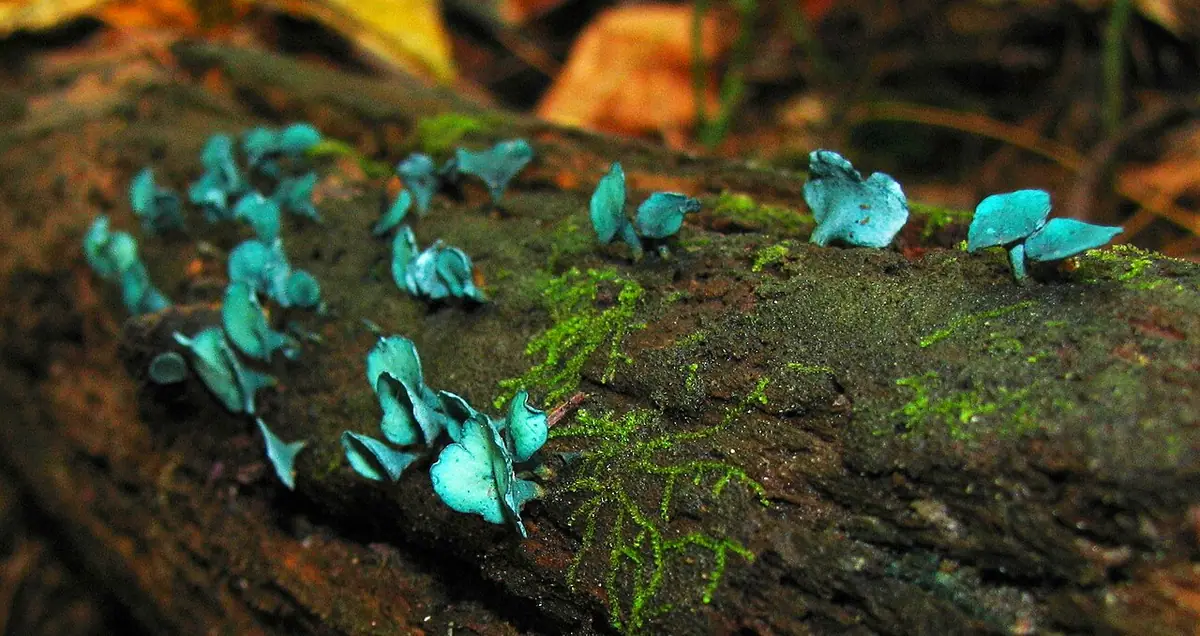 Zieleniak drobny (Chlorociboria aeruginascens) — zdjęcie 1 z 4