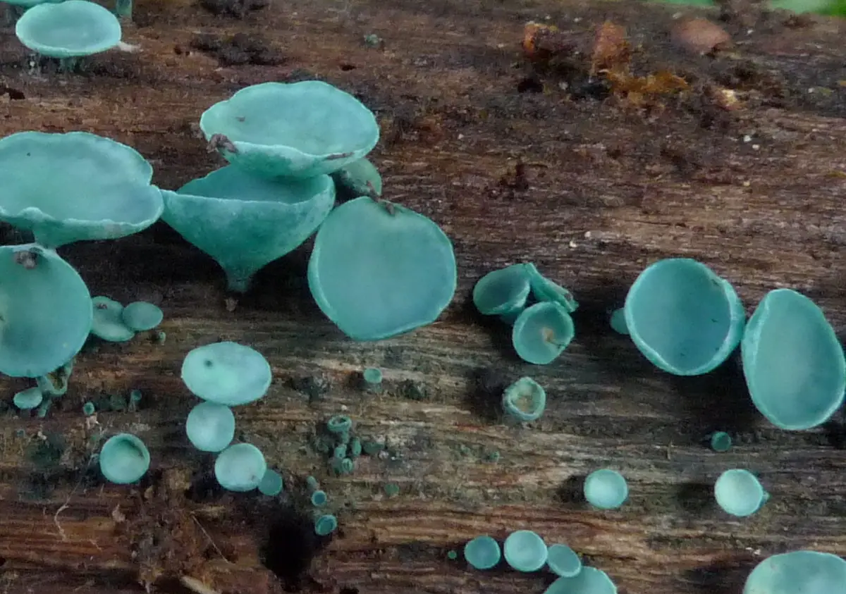 Zieleniak grynszpanowy (Chlorociboria aeruginosa) — zdjęcie 1 z 4