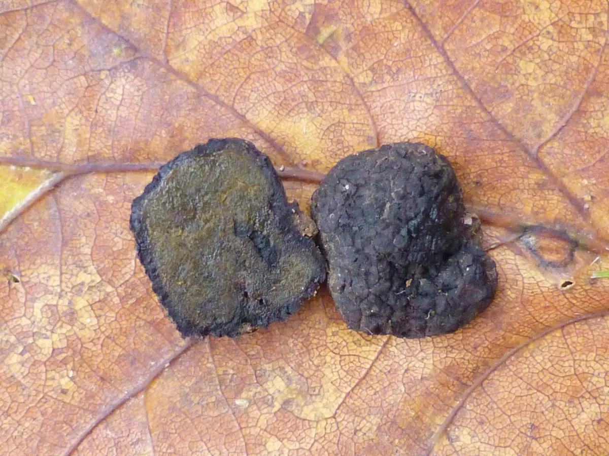 Zielonek kolczastozarodnikowy (Pachyphloeus melanoxanthus)