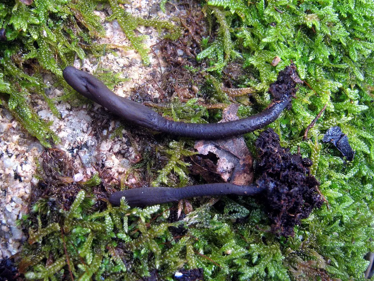 Ziemiozorek ciemnopurpurowy (Geoglossum atropurpureum)